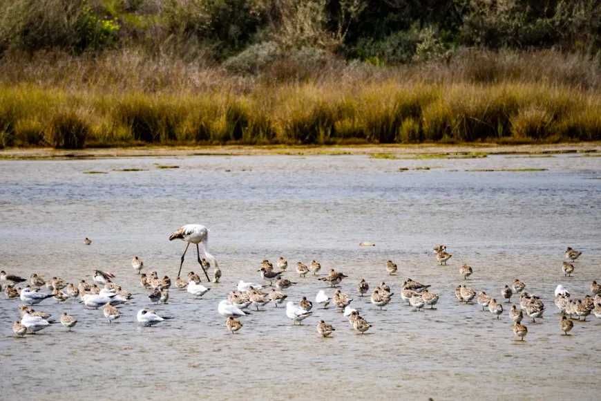 Ria formosa, portugal